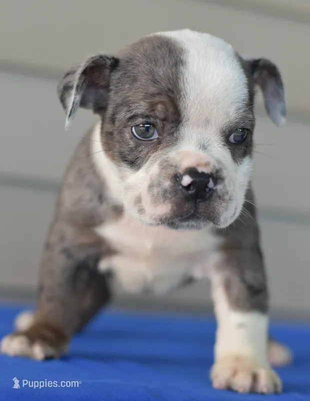 Tank mini Bulldog hybrid  – English Bulldog, Olde English Bulldogge puppy for sale in Dayton, OH