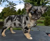 Ruby blue eyes merle fluffy , a female Boston Terrier and French Bulldog for sale in Dayton, OH – 6 of 7