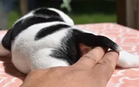 Fiona mini bulldog hybrid , a female English Bulldog and French Bulldog for sale in Dayton, OH – 7 of 7