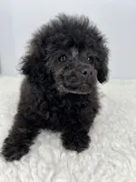 Leo toy puppy, a male Poodle - Toy  for sale in Dayton, OH – Photo 2 of 2