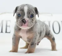 Lux blue eyes merle, a male English Bulldog and Olde English Bulldogge for sale in Dayton, OH – 9 of 10