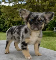 Ruby blue eyes merle fluffy , a female Boston Terrier and French Bulldog for sale in Dayton, OH – 5 of 7
