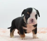 Princess tiny Bulldog hybrid , a female English Bulldog and Olde English Bulldogge for sale in Dayton, OH – 9 of 10