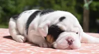 Fiona mini bulldog hybrid , a female English Bulldog and French Bulldog for sale in Dayton, OH – 4 of 7