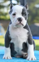 Hercules Bulldog hybrid , a male English Bulldog and French Bulldog for sale in Dayton, OH – 5 of 10