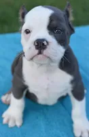 Hercules Bulldog hybrid , a male English Bulldog and French Bulldog for sale in Dayton, OH – 8 of 10