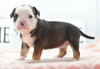 Queen tricolor Bulldog hybrid , a female English Bulldog and Olde English Bulldogge for sale in Dayton, OH – 4 of 10
