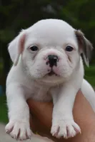 Milo, a male Boston Terrier and French Bulldog for sale in Dayton, OH – 9 of 10