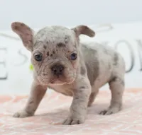 Bria merle , a female Boston Terrier and French Bulldog for sale in Dayton, OH – 2 of 8