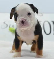 Diesel tri-color Bulldog hybrid , a male English Bulldog and Olde English Bulldogge for sale in Dayton, OH – 8 of 10