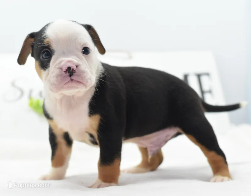 Diesel tri-color Bulldog hybrid  – English Bulldog, Olde English Bulldogge puppy for sale in Dayton, OH