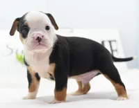 Diesel tri-color Bulldog hybrid , a male English Bulldog and Olde English Bulldogge for sale in Dayton, OH – 1 of 10