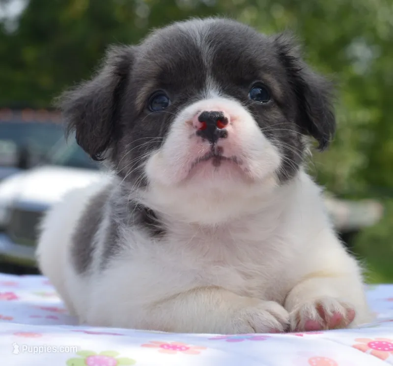 Zoey blue fluffy  – Boston Terrier, French Bulldog puppy for sale in Dayton, OH