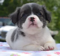 Zoey blue fluffy , a female Boston Terrier and French Bulldog for sale in Dayton, OH – 1 of 10