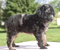 Bella Merle female toy poodle , a female Poodle - Toy  for sale in Dayton, OH – Photo 4 of 7