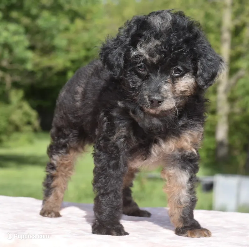Bella Merle female toy poodle , a female Poodle - Toy  for sale in Dayton, OH – Photo 1 of 7