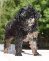 Bella Merle female toy poodle , a female Poodle - Toy  for sale in Dayton, OH – Photo 5 of 7