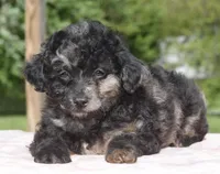 Bella Merle female toy poodle , a female Poodle - Toy  for sale in Dayton, OH – Photo 3 of 7