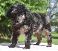 Bella Merle female toy poodle , a female Poodle - Toy  for sale in Dayton, OH – Photo 2 of 7