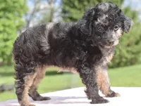 Bella Merle female toy poodle , a female Poodle - Toy  for sale in Dayton, OH – Photo 6 of 7