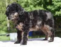 Bella Merle female toy poodle , a female Poodle - Toy  for sale in Dayton, OH – Photo 7 of 7