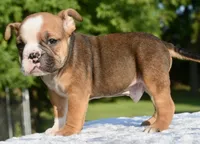 Bruno mini hybrid bulldog, a male English Bulldog and French Bulldog for sale in Dayton, OH – 6 of 8