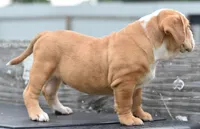 Hercules Bulldog hybrid , a male English Bulldog and Olde English Bulldogge for sale in Dayton, OH – 8 of 10