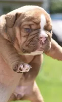 Legacy mini red bulldog hybrid , a female English Bulldog and French Bulldog for sale in Dayton, OH – 4 of 5