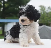 Bentley , a male Poodle - Toy  for sale in Dayton, OH – 4 of 10