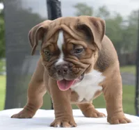 Legacy mini red bulldog hybrid , a female English Bulldog and French Bulldog for sale in Dayton, OH – 7 of 10