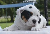 Fiona mini bulldog hybrid , a female English Bulldog and French Bulldog for sale in Dayton, OH – 7 of 8