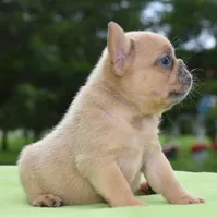 Peanut micro size, a male Boston Terrier and French Bulldog for sale in Dayton, OH – 6 of 10