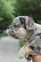 Cindy, a female Boston Terrier and French Bulldog for sale in Dayton, OH – 2 of 10