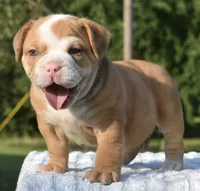 Tank mini hybrid bulldog , a male English Bulldog and French Bulldog for sale in Dayton, OH – 3 of 8