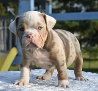 Maggie mini hybrid bulldog, a female English Bulldog and French Bulldog for sale in Dayton, OH – 4 of 10
