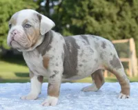 Maggie mini hybrid bulldog, a female English Bulldog and French Bulldog for sale in Dayton, OH – 10 of 10