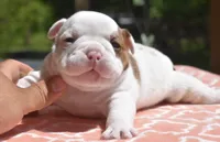 Envy mini bulldog hybrid , a female English Bulldog and French Bulldog for sale in Dayton, OH – 1 of 5