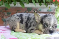 Cindy, a female Boston Terrier and French Bulldog for sale in Dayton, OH – 8 of 10