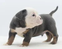 processed/3e0f09a0-3cc6-4085-bf7d-8f9732367f69/listing/4b0fe939-f4e6-4807-b93d-b4f4bb82a384/0ff13852-c303-46f0-8ba0-e8001a9510fa