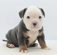 processed/3e0f09a0-3cc6-4085-bf7d-8f9732367f69/listing/4b0fe939-f4e6-4807-b93d-b4f4bb82a384/15bf1e88-65f8-4de7-bd0e-b75096e506da