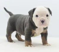 processed/3e0f09a0-3cc6-4085-bf7d-8f9732367f69/listing/4b0fe939-f4e6-4807-b93d-b4f4bb82a384/19f06e3e-5c70-48b7-a54f-3853d4f5e181