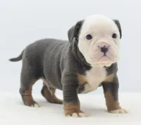 processed/3e0f09a0-3cc6-4085-bf7d-8f9732367f69/listing/4b0fe939-f4e6-4807-b93d-b4f4bb82a384/f0bd7d0f-1528-4f6d-8c1f-0bfc456b68b8