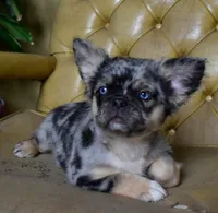 Ruby blue eyes merle fluffy , a female Boston Terrier and French Bulldog for sale in Dayton, OH – 7 of 7