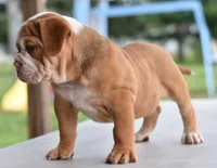 Hercules Bulldog hybrid , a male English Bulldog and Olde English Bulldogge for sale in Dayton, OH – 10 of 10