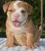 Tank mini hybrid bulldog , a male English Bulldog and French Bulldog for sale in Dayton, OH – 8 of 8