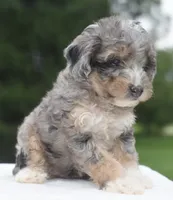Dixie , a female Poodle - Toy  for sale in Dayton, OH – 9 of 10