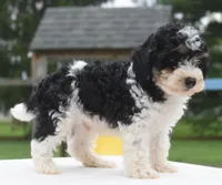 Bentley , a male Poodle - Toy  for sale in Dayton, OH – 5 of 10