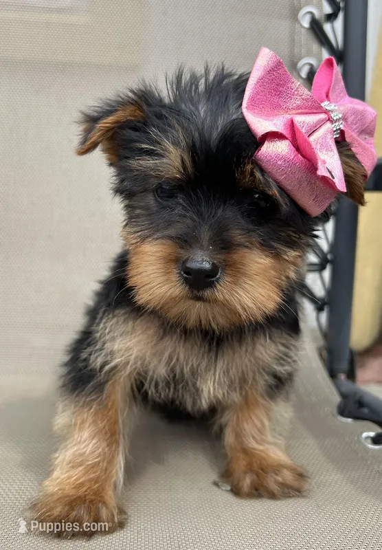 Tiny Misty toy Yorkie  – Yorkshire Terrier puppy for sale in Dayton, OH