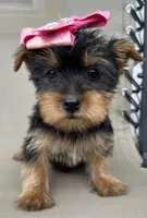 Tiny Misty toy Yorkie , a female Yorkshire Terrier for sale in Dayton, OH – 3 of 4
