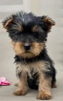 Tiny Misty toy Yorkie , a female Yorkshire Terrier for sale in Dayton, OH – 2 of 4